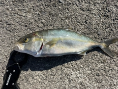 イケカツオの釣果