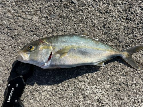 イケカツオの釣果