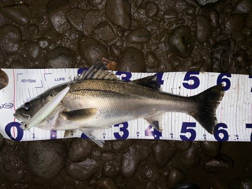 シーバスの釣果