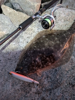 ヒラメの釣果