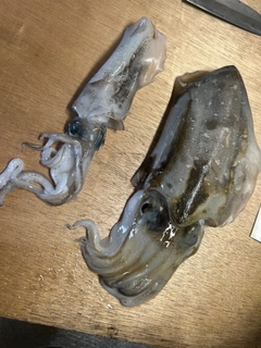 コウイカの釣果