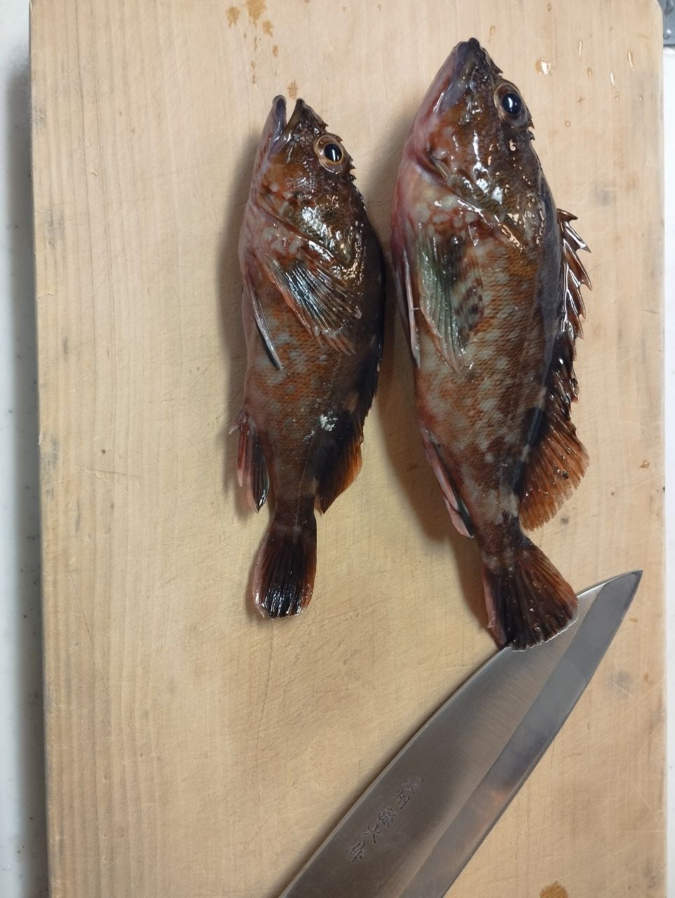 Gamakatsu ラグゼ 宵姫 爽 S63UL-solidの最安値・インプレ・釣果