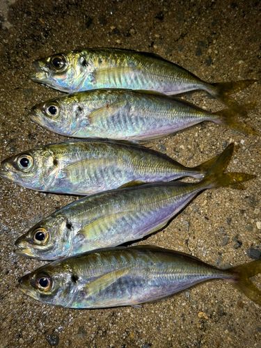 アジの釣果