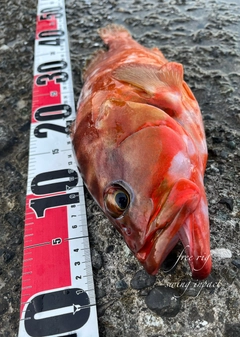 アカハタの釣果