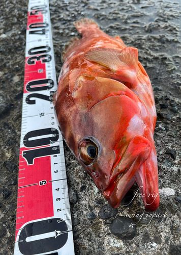 アカハタの釣果