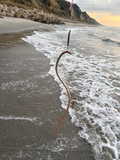 ダイナンウミヘビの釣果