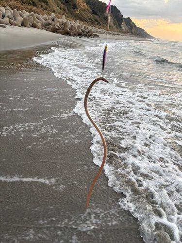 ダイナンウミヘビの釣果