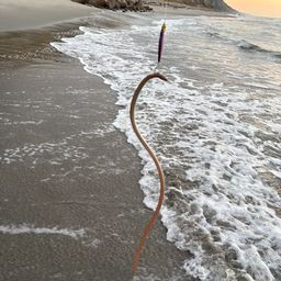 ダイナンウミヘビ