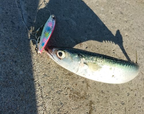 サバの釣果