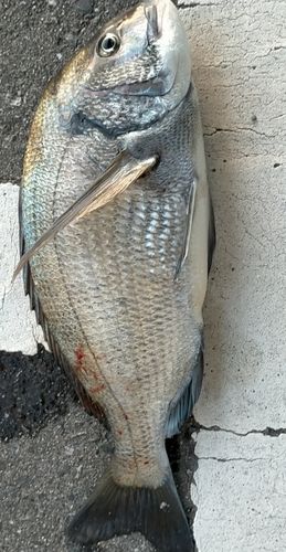 クロダイの釣果