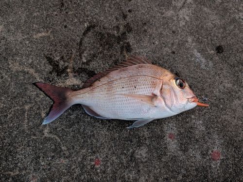 マダイの釣果