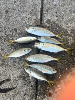 アジの釣果