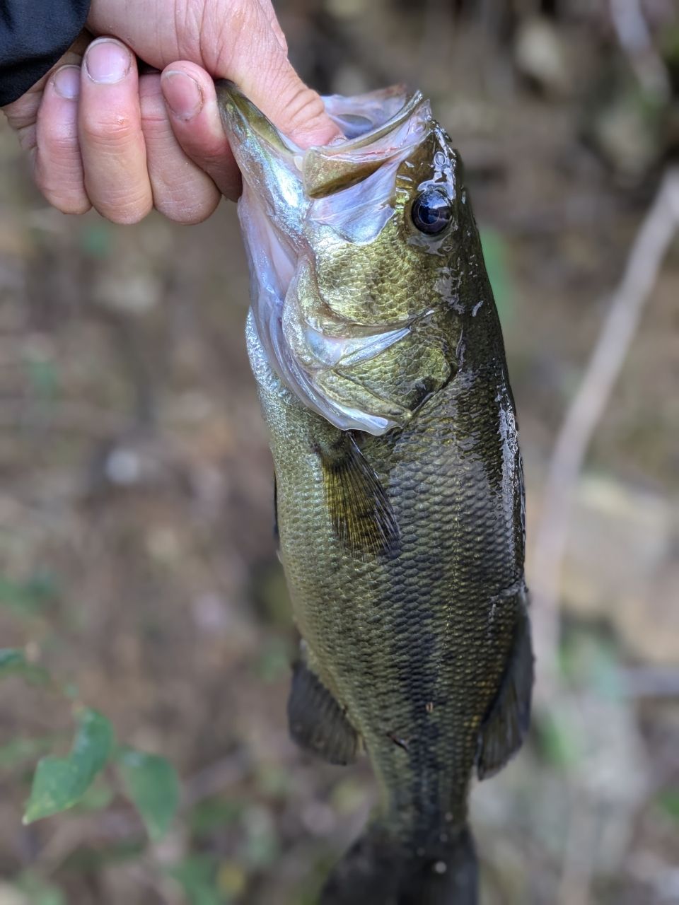 DAIWA 21ブレイゾン S64L-2・STの最安値・インプレ・釣果 | 本音の