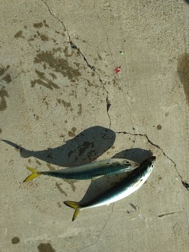 サバの釣果