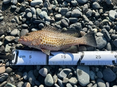 オオモンハタの釣果