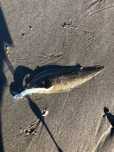 シタビラメの釣果