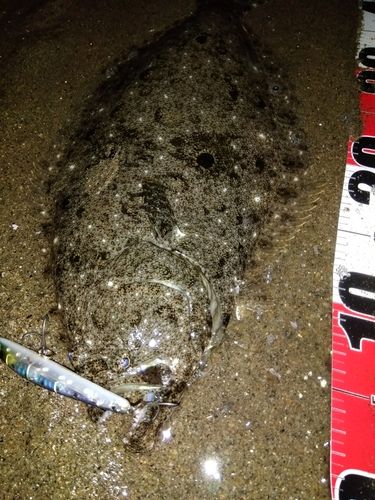 ヒラメの釣果