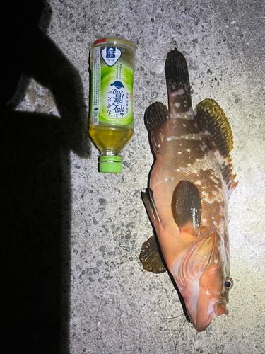 キジハタの釣果