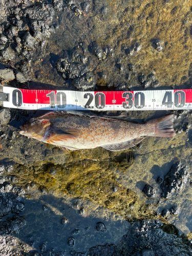 アイナメの釣果