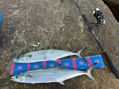 サワラの釣果