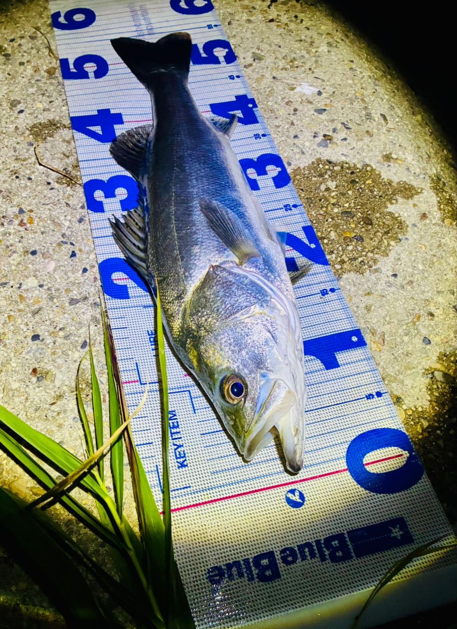 GCRAFT セブンセンスTR ミッドリバー MRS-982-TRの最安値・インプレ