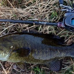 スモールマウスバス