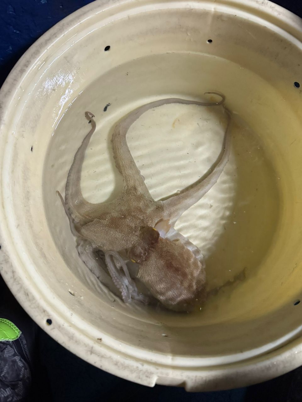 メティニスさんの釣果 1枚目の画像