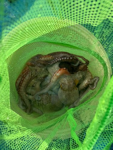 マダコの釣果