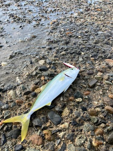 コゾクラの釣果