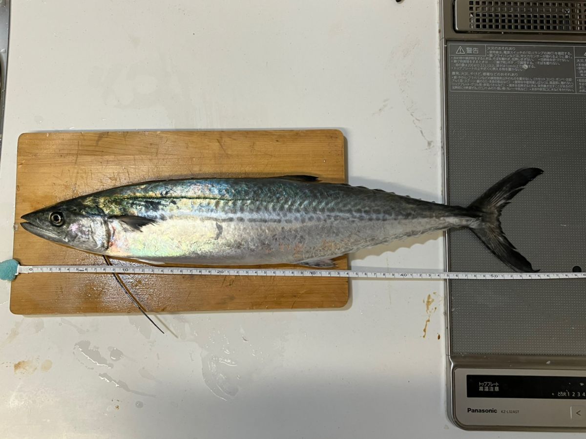 ポセイドン壱@ポセイドンを追い求める男さんの釣果 2枚目の画像