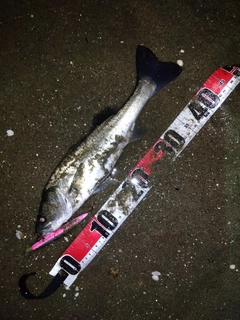 マダカ（マルスズキ）の釣果