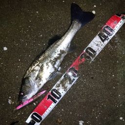 マダカ（マルスズキ）