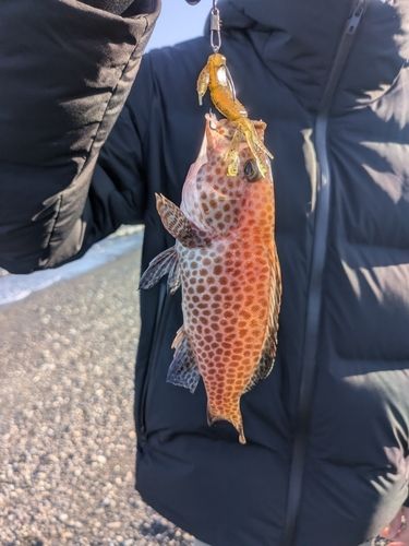 オオモンハタの釣果