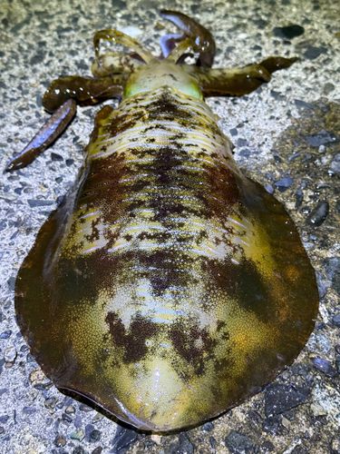 アオリイカの釣果