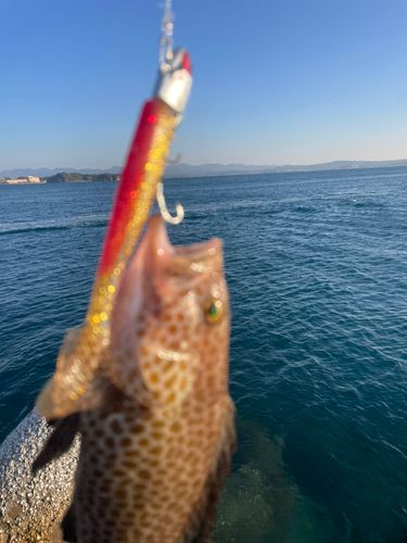 オオモンハタの釣果