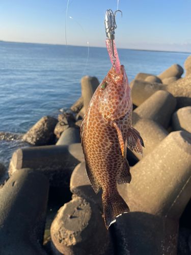 オオモンハタの釣果