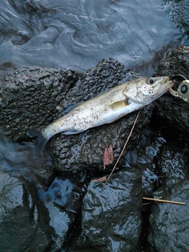 フッコ（マルスズキ）の釣果