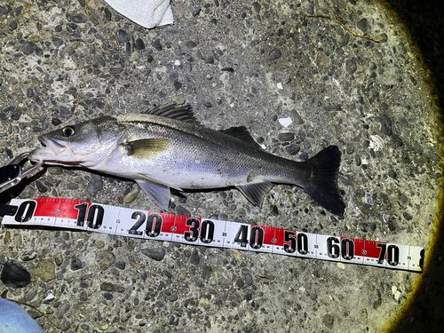 シーバスの釣果