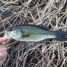 ラージマウスバス