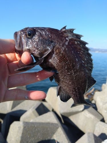 マゾイの釣果