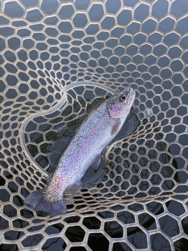 ニジマスの釣果