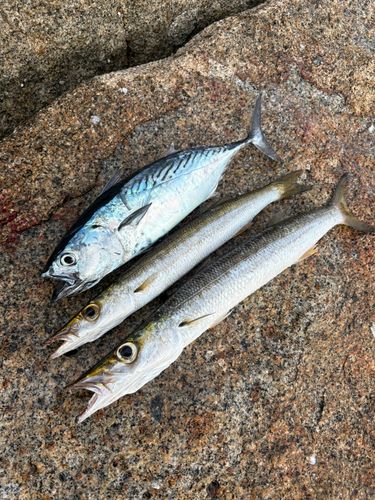 スマガツオの釣果