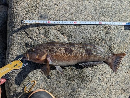 アイナメの釣果