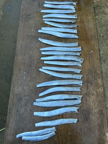 タチウオの釣果