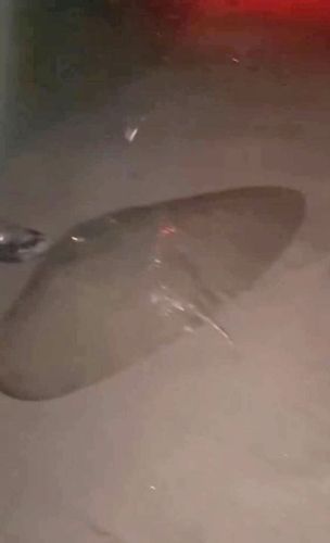 ツバクロエイの釣果