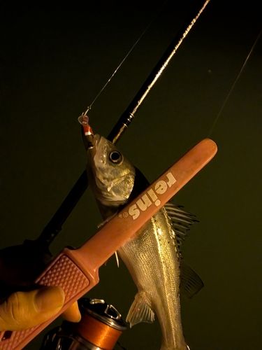 セイゴ（マルスズキ）の釣果