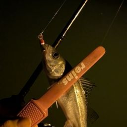 セイゴ（マルスズキ）