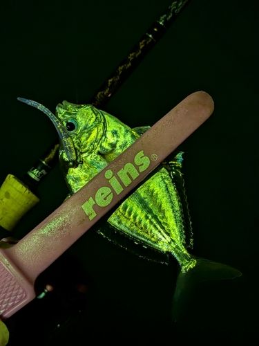 ヒイラギの釣果