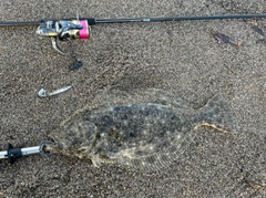 ヒラメの釣果