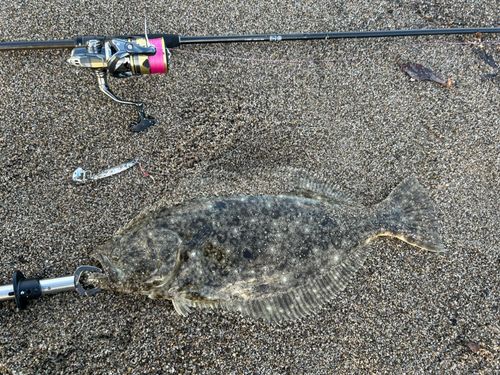 ヒラメの釣果